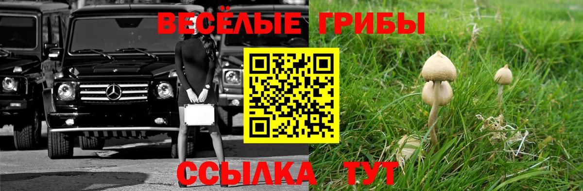 Галлюциногенные грибы MAGIC MUSHROOMS  Вход с VPN  Каменка  где можно купить   Псилоцибиновые грибы Psilocybe 